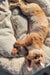 Orange Devon Rex cat playing with Marco, the adorable Devon Rex kitten product