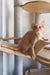 Orange Devon Rex cat on a cozy tree, perfect for your Marco Devon Rex Kitten