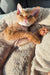 Chill Ginger Devon Rex cat in Marco, the adorable Devon Rex Kitten product