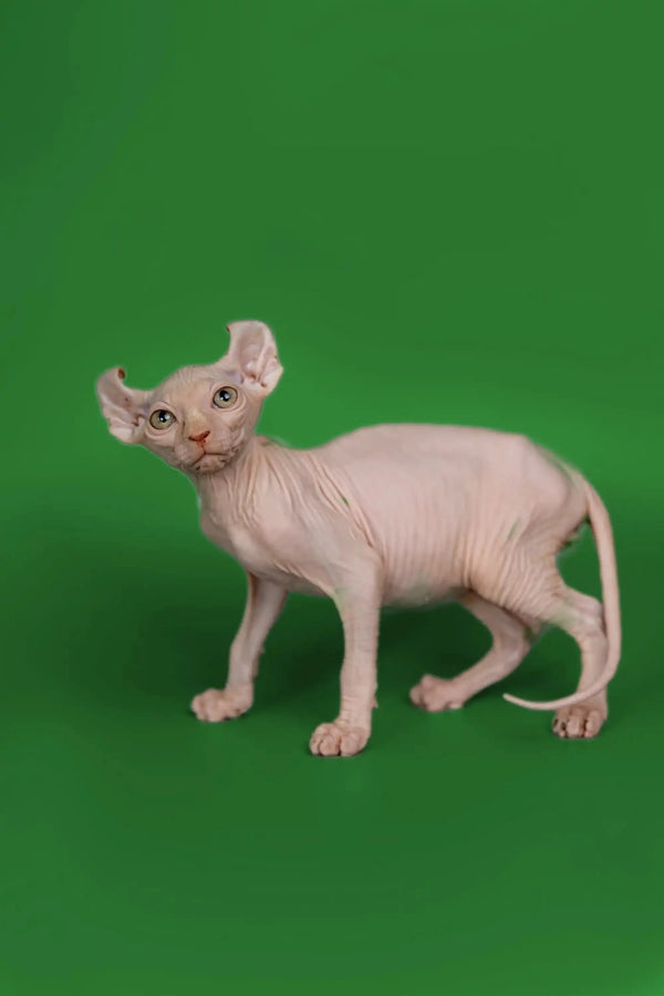 Meet Marco, the adorable Hairless Sphynx Elf Kitten with a friendly nature!