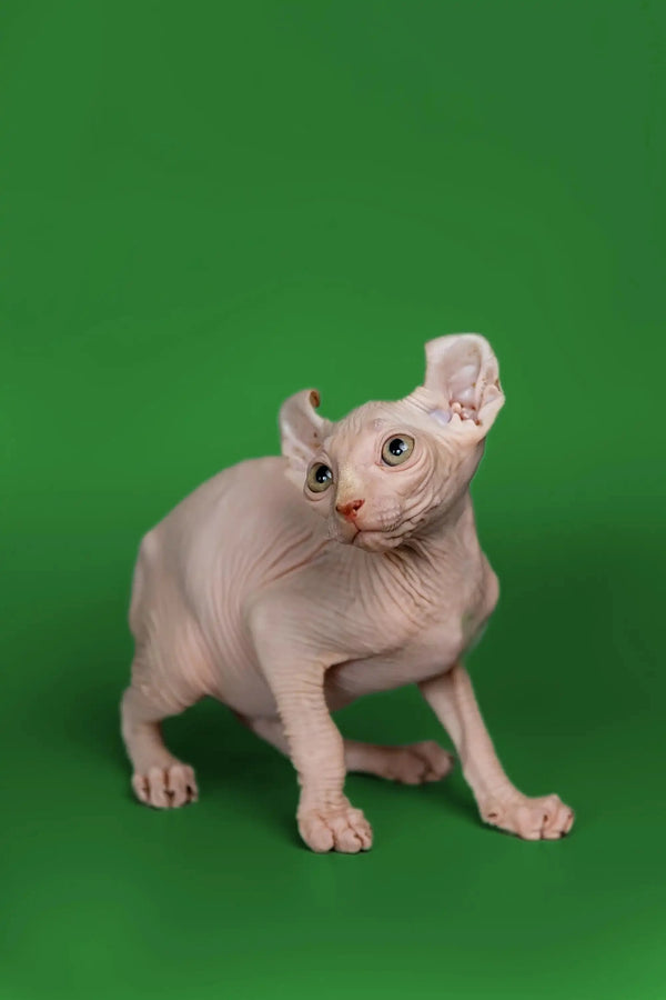 Hairless Elf Kitten Marco with wrinkled skin and big ears against a green background