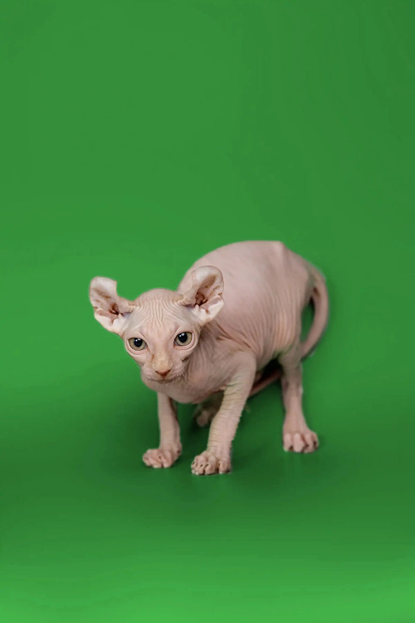 Elf Kitten Marco with wrinkled skin and big ears on a bright green surface