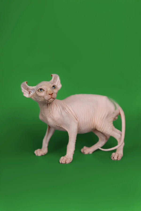 Meet Marco, the adorable Elf Kitten with big ears and a friendly nature on a green backdrop