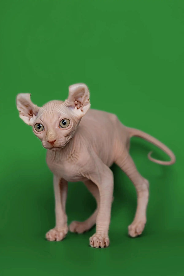 Adorable Hairless Sphynx Elf Kitten Marco with big ears and friendly nature