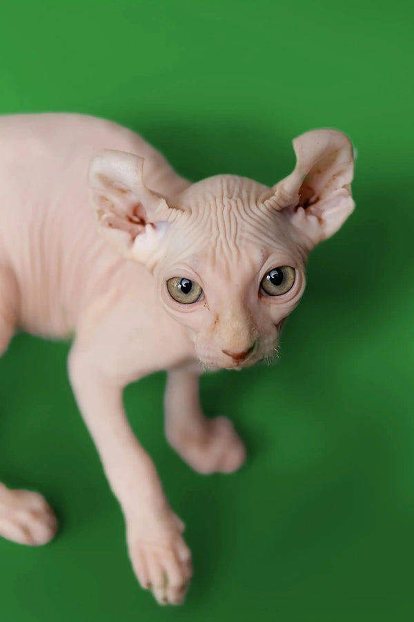 Meet Marco, the friendly Elf Kitten with large ears and prominent eyes
