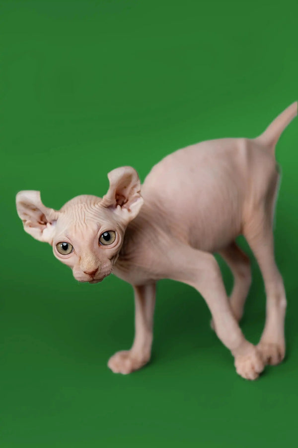 Meet Marco, the adorable Elf Kitten with big ears and wrinkly Sphynx skin