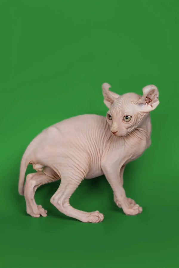Hairless Sphynx Elf Kitten Marco showing off his friendly nature and big ears