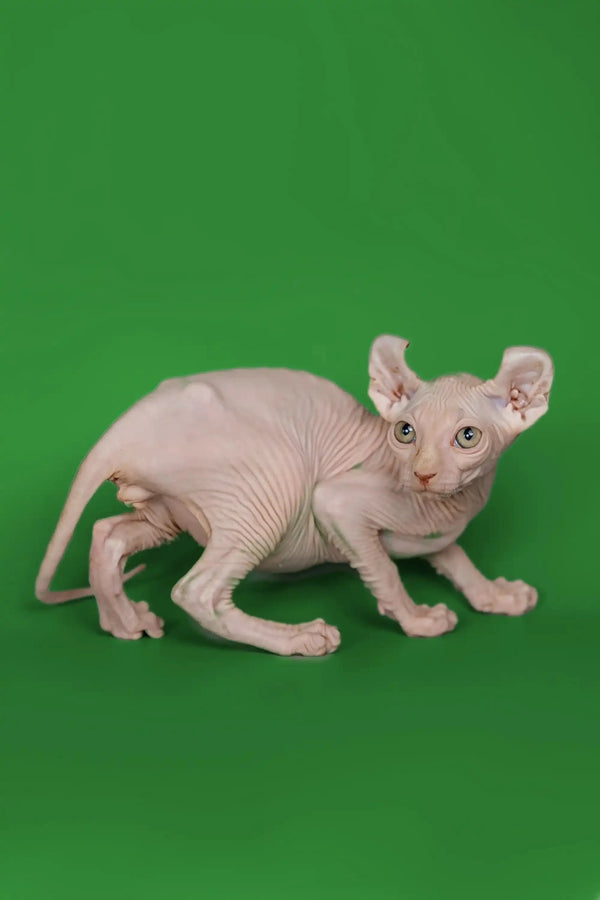 Meet Marco, the adorable Elf Kitten with pink wrinkles and big ears