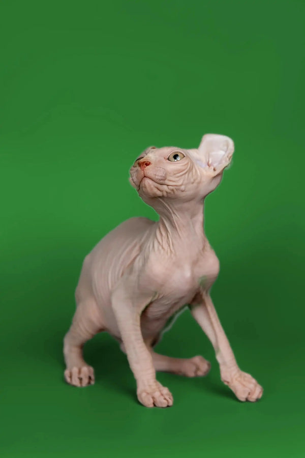 Meet Marco, the playful Elf Kitten, a friendly Hairless Sphynx with an alert look
