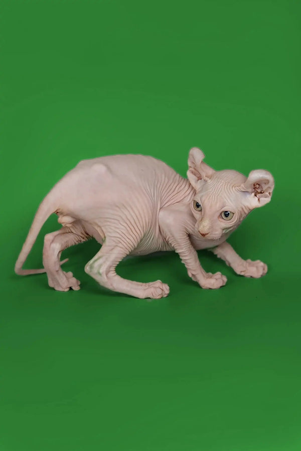 Adorable Elf Kitten named Marco, showcasing wrinkled pink skin and big ears