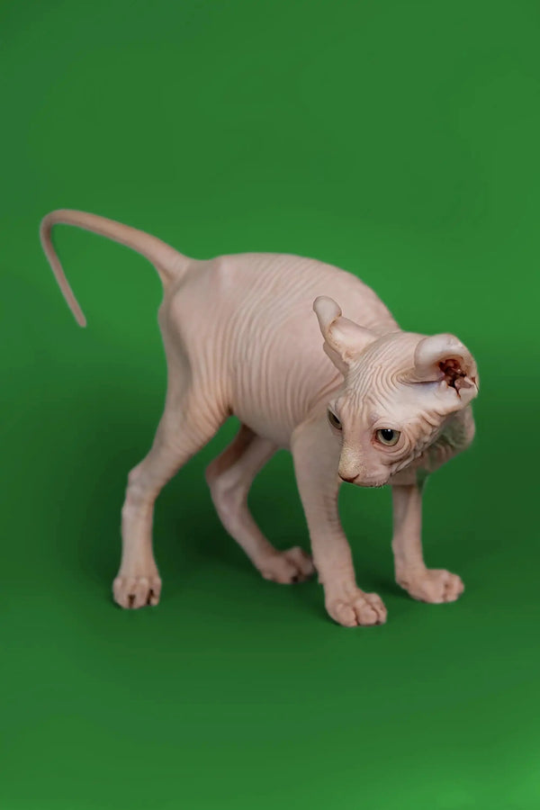 Hairless Sphynx cat Marco the Elf Kitten showing off his friendly nature on green surface