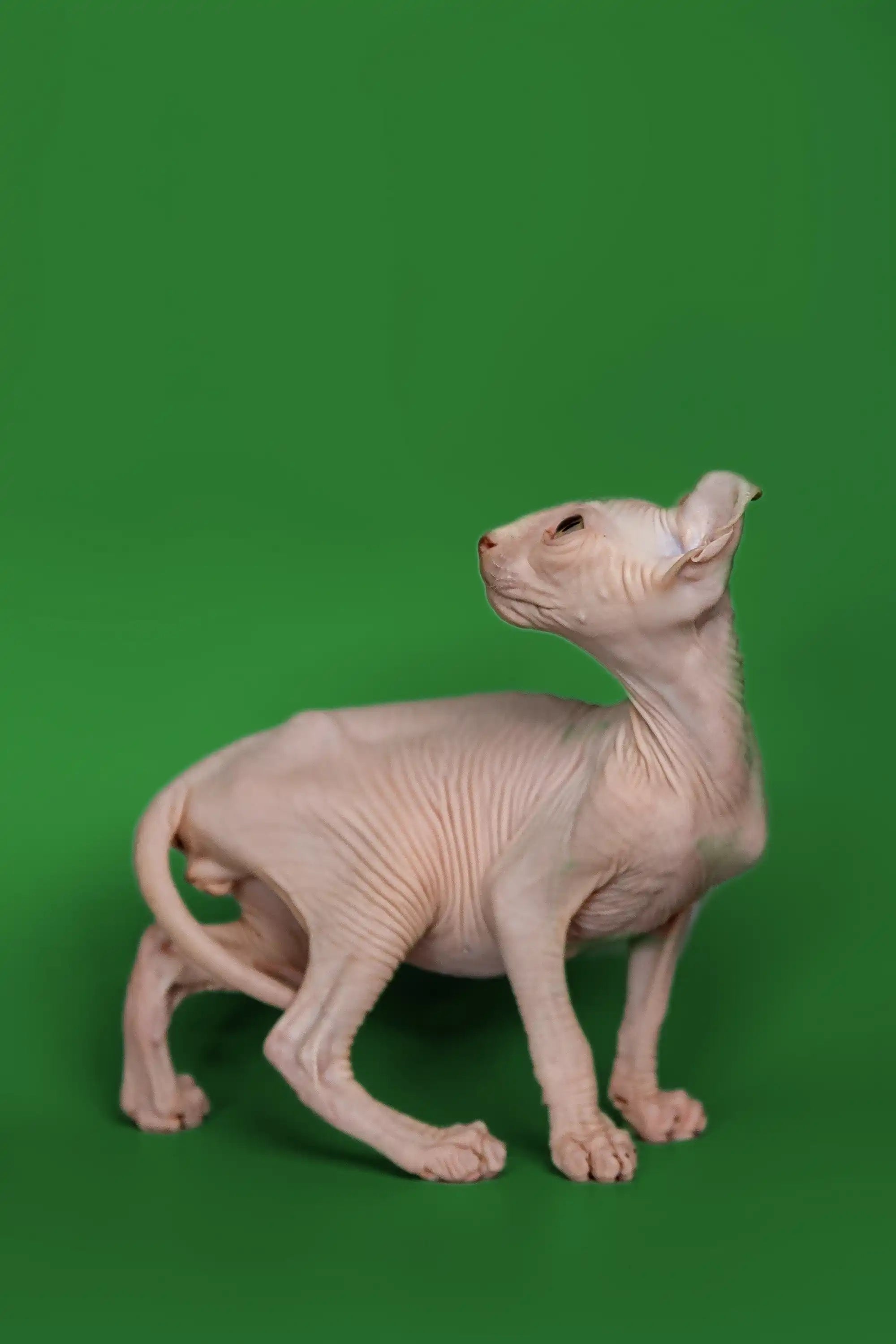 Sphynx Cats and Kittens for Sale Marco | Elf Kitten