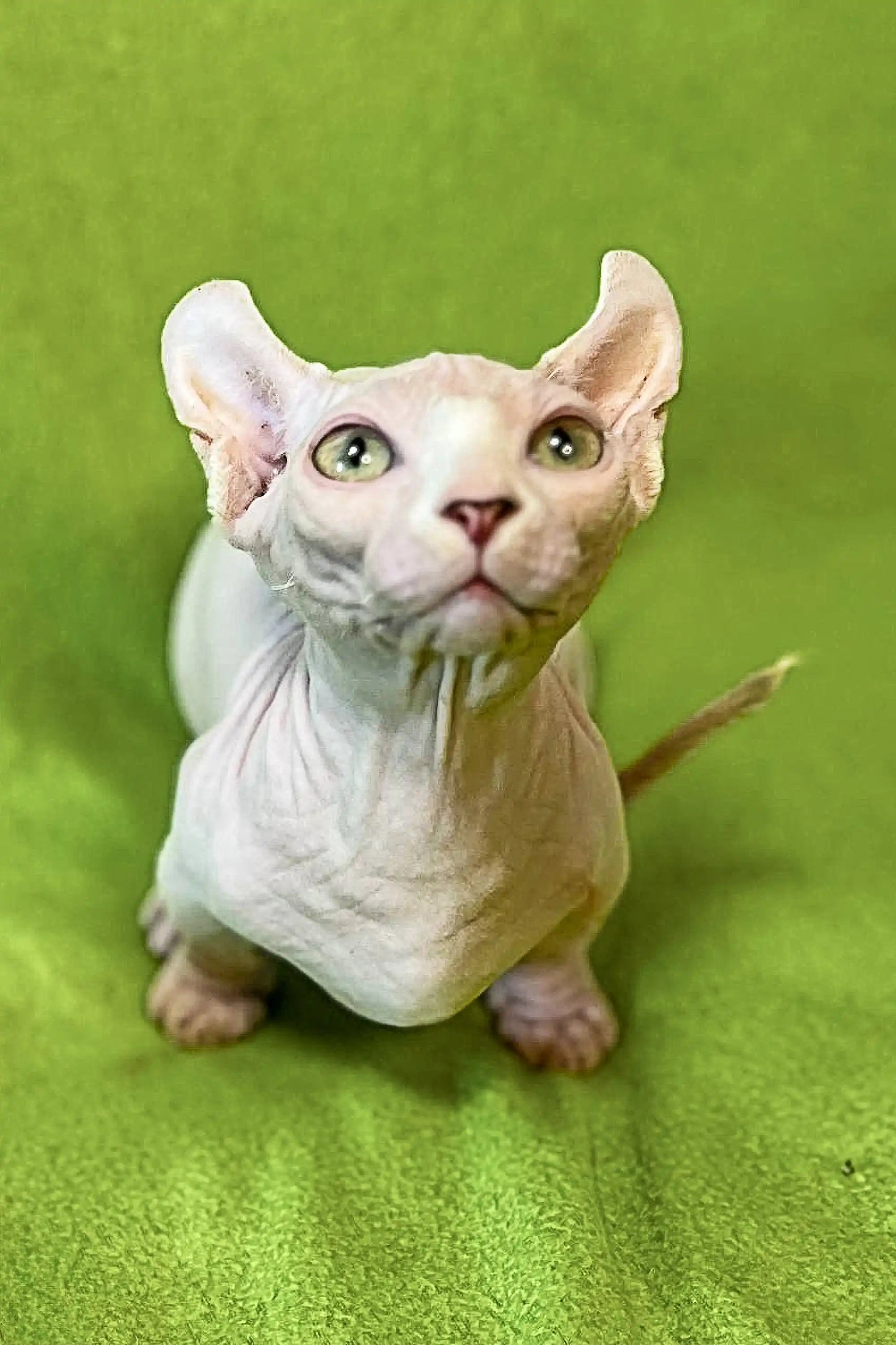 Hairless Sphynx Cats for Sale Marcuz | Kitten