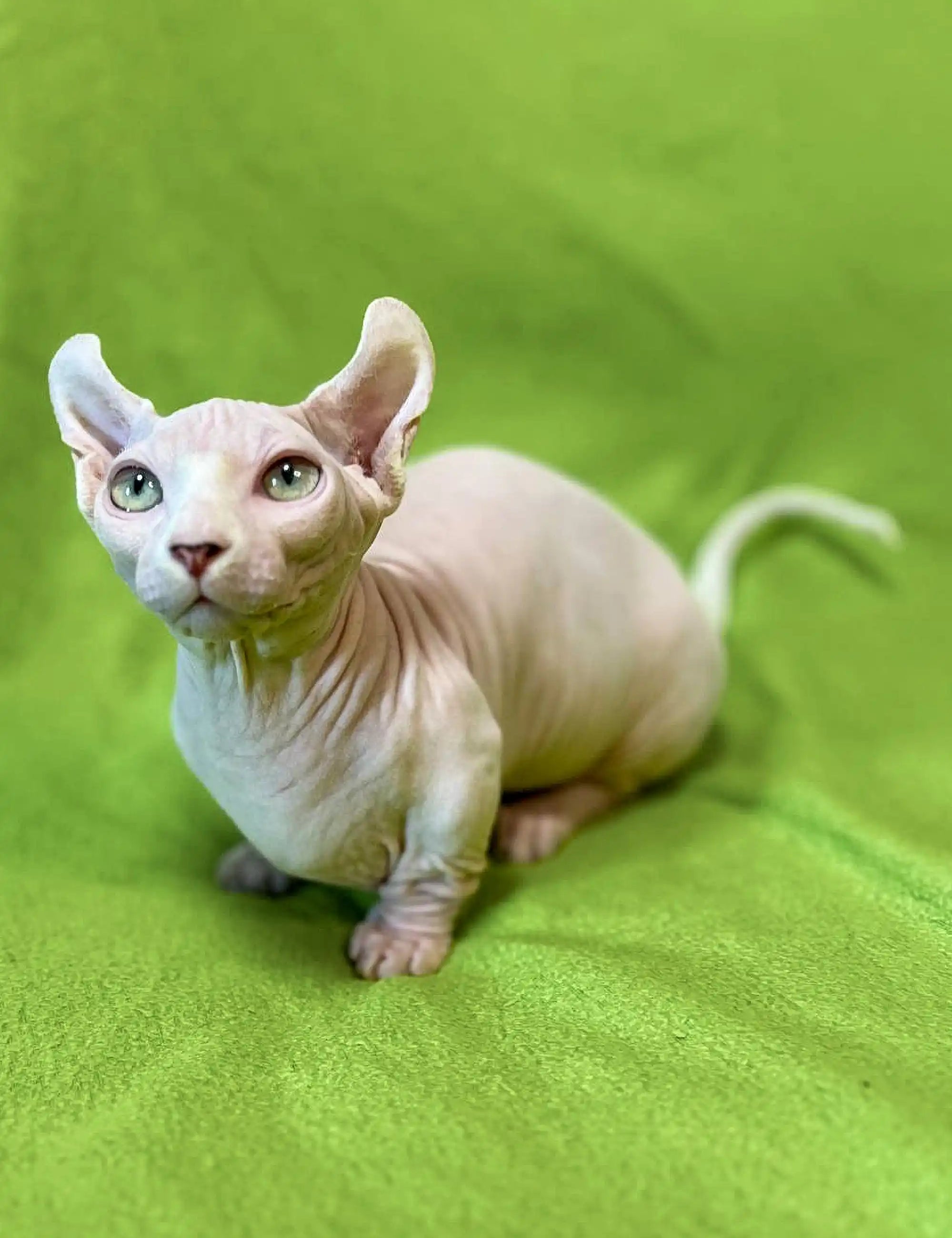 Hairless Sphynx Cats for Sale Marcuz | Kitten
