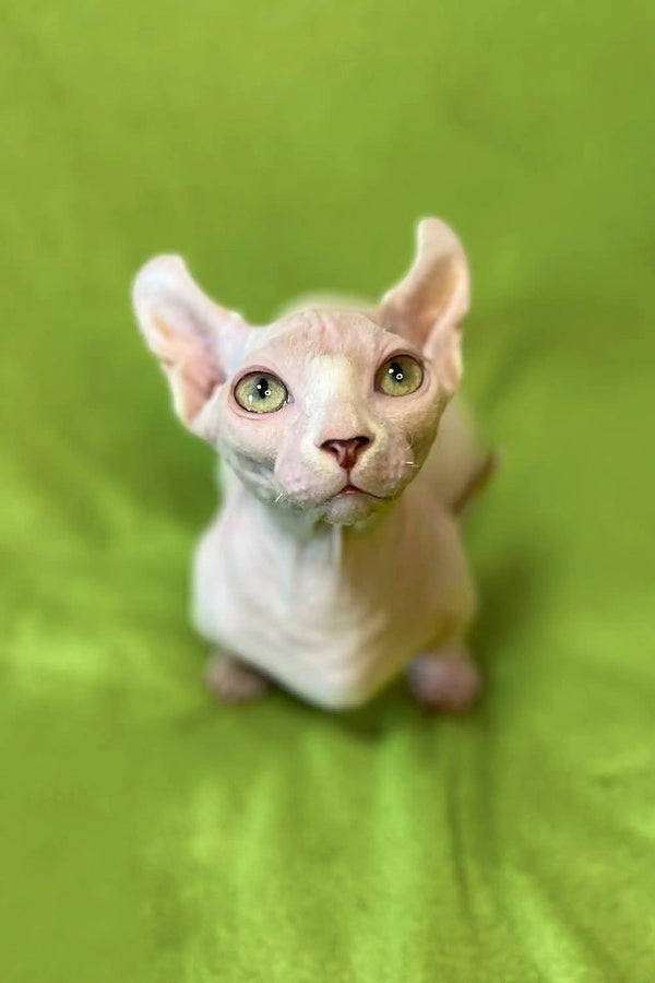 Adorable Sphynx Kitten with large ears and prominent eyes, a captivating white Sphynx