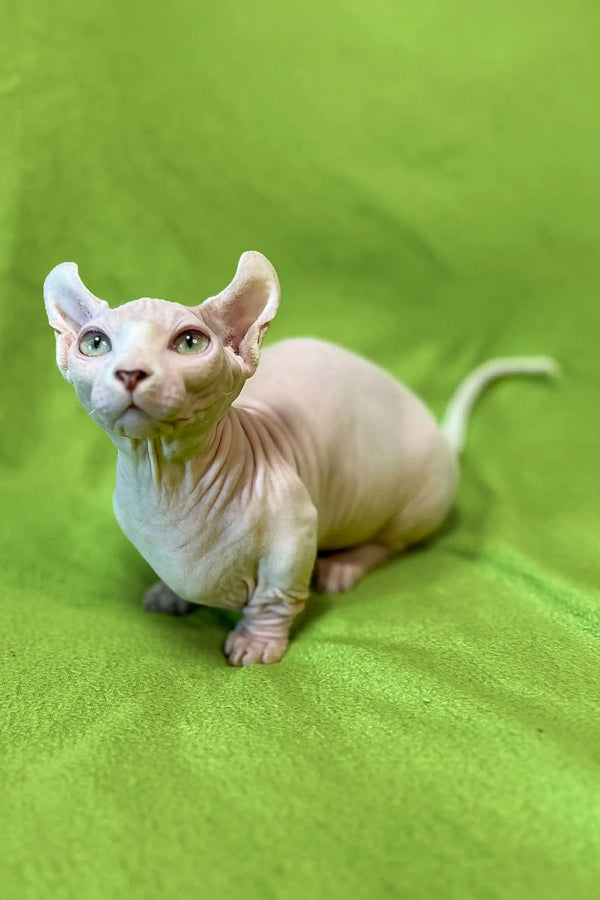 Adorable Sphynx kitten with wrinkled skin and big ears sitting on green surface