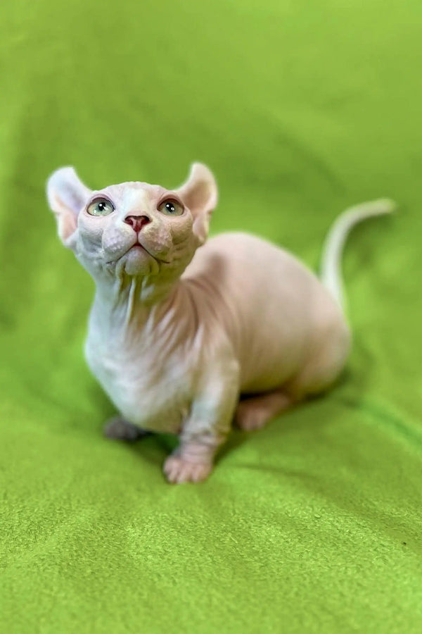 Sphynx kitten with big ears and pink skin lounging on green surface, Marcuz’s charm