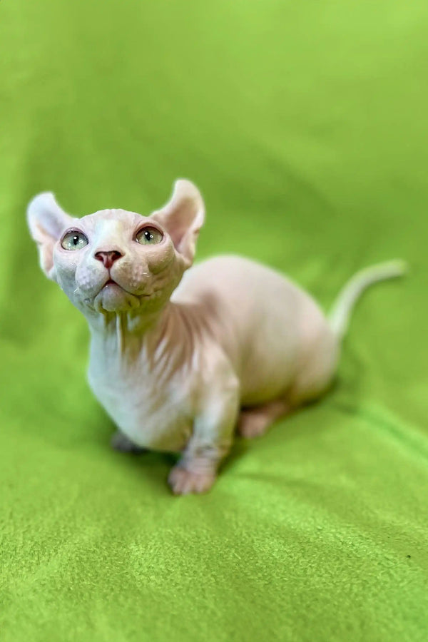 Captivating white Sphynx kitten with large ears and stunning blue eyes