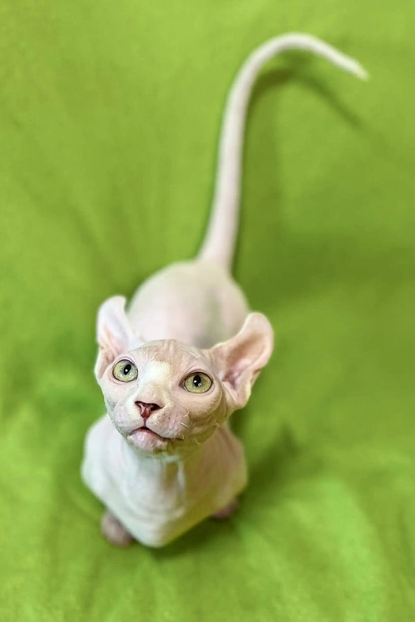 Captivating white Sphynx kitten with big ears and blue eyes, looking up curiously