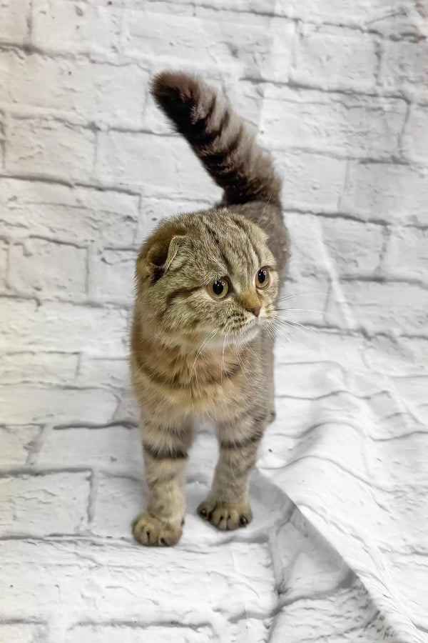Marfa | scottish fold kitten