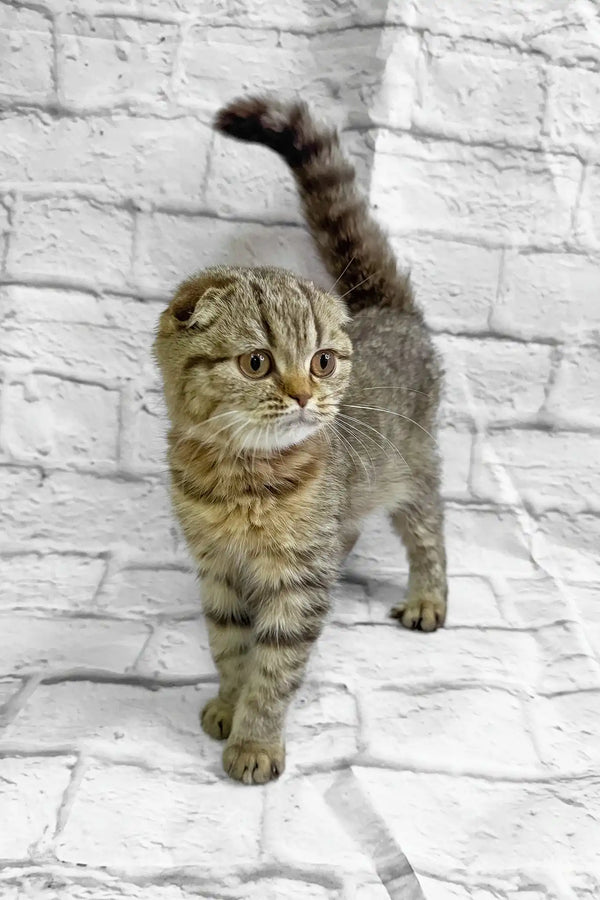 Marfa | scottish fold kitten