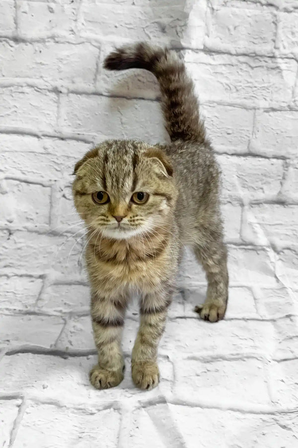Marfa | scottish fold kitten