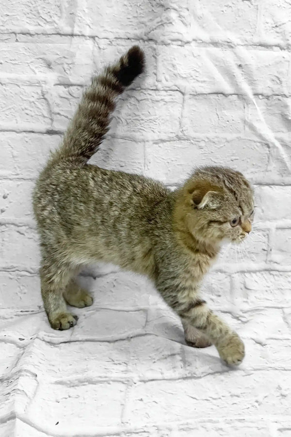 Marfa | scottish fold kitten