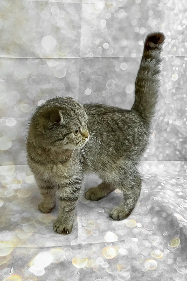 Marfa | scottish fold kitten