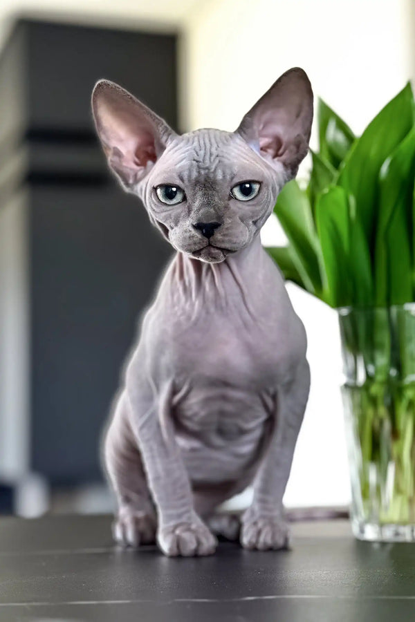 Margo | canadian sphynx kitten