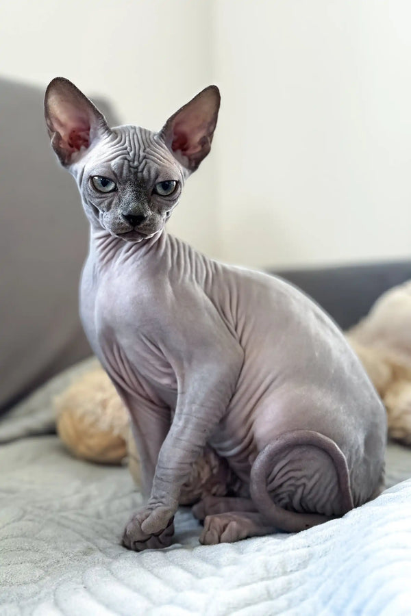 Margo | canadian sphynx kitten