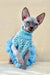 Margo | canadian sphynx kitten