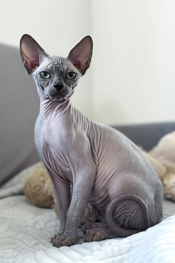 Margo | canadian sphynx kitten