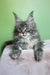 Margo | maine coon kitten