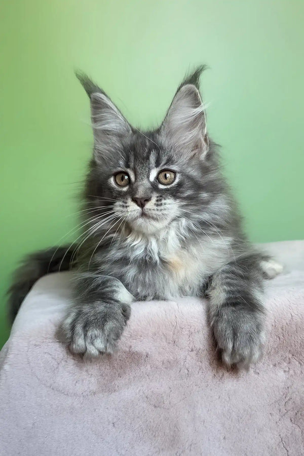 Margo | maine coon kitten