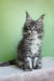 Margo | maine coon kitten