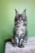Margo | maine coon kitten