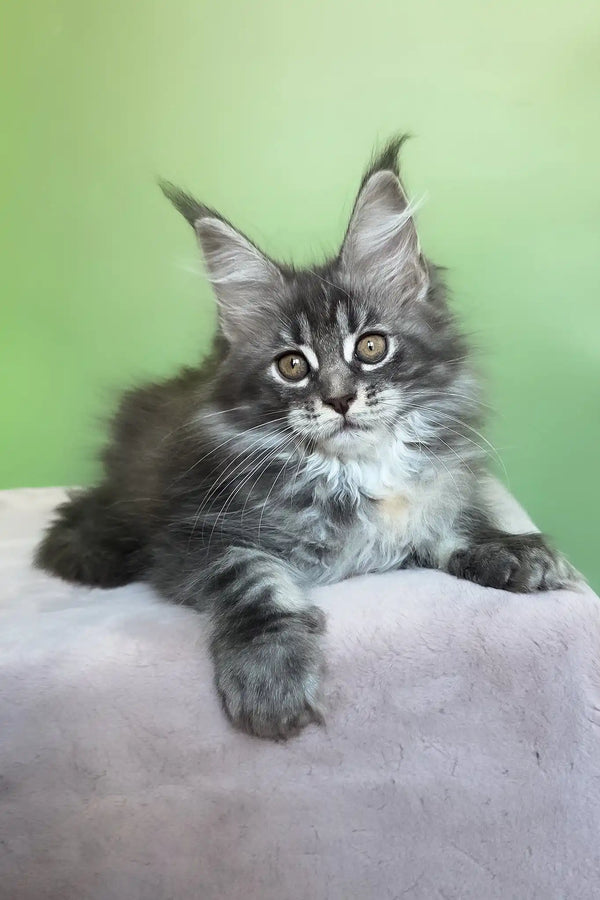 Margo | maine coon kitten