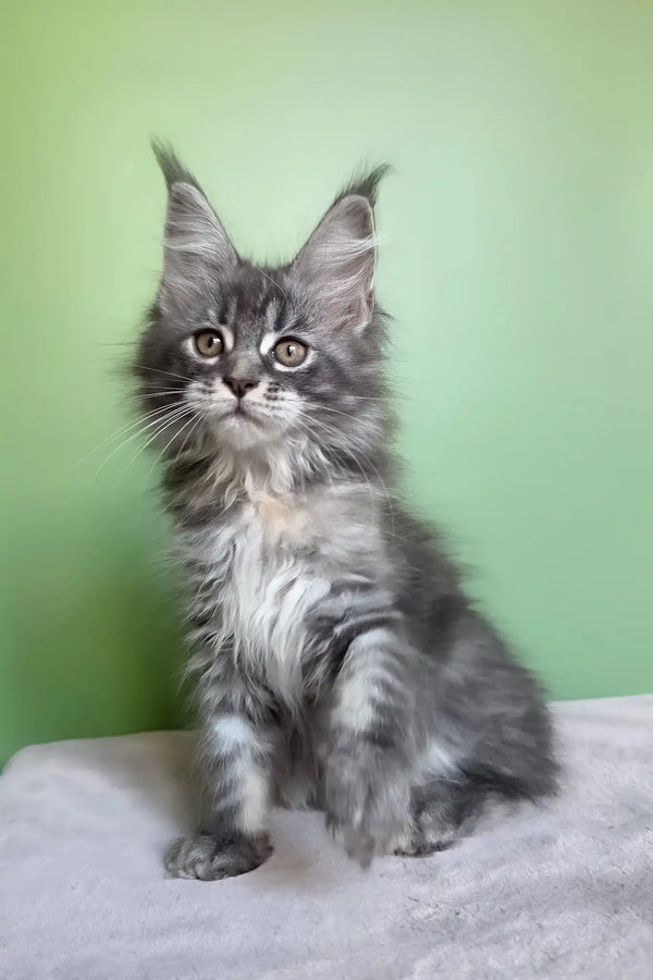 Margo | maine coon kitten