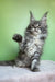 Margo | maine coon kitten