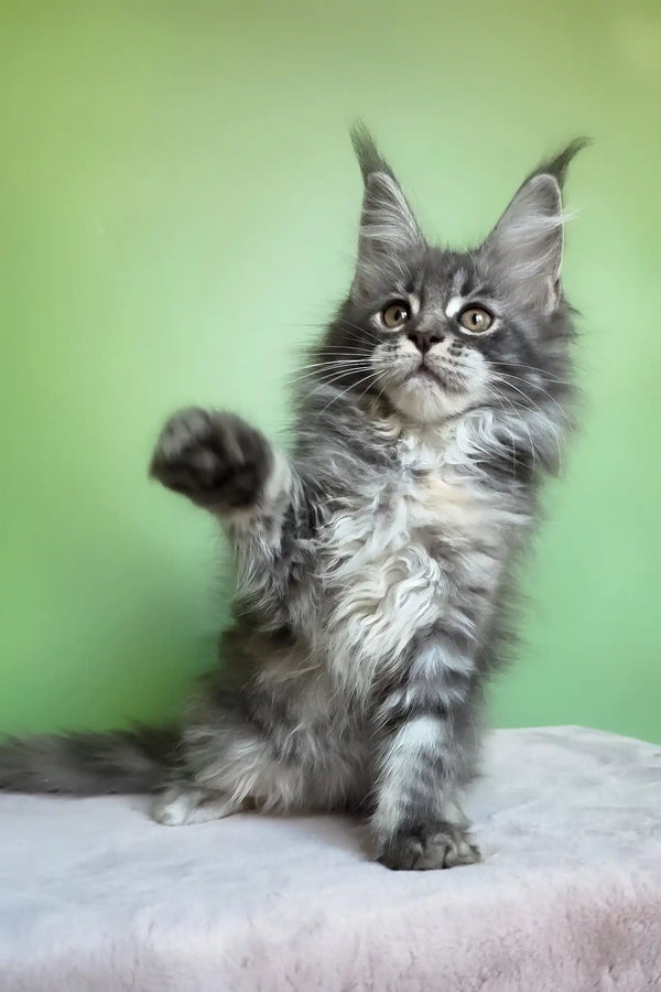 Margo | maine coon kitten