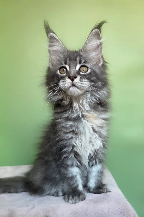 Margo | maine coon kitten