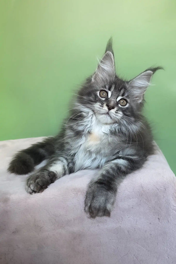 Margo | maine coon kitten
