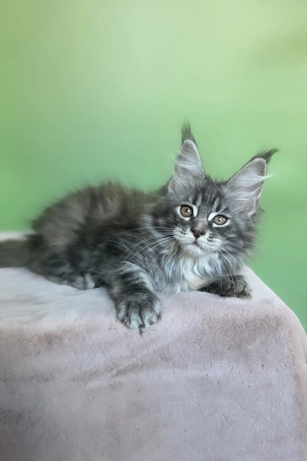 Margo | maine coon kitten