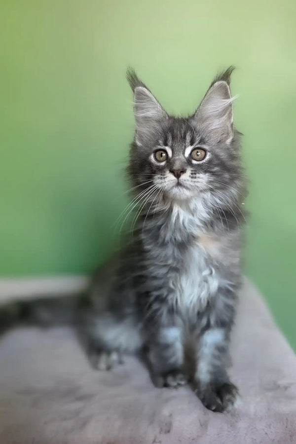 Margo | maine coon kitten