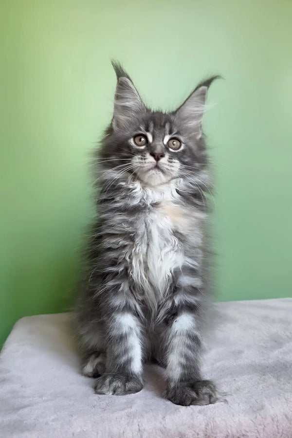 Margo | maine coon kitten