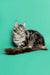 Fluffy long-haired Maine Coon kitten with a cute tail on a solid backdrop