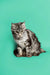 Gray tabby Maine Coon kitten Margo sitting upright, looking adorable and playful