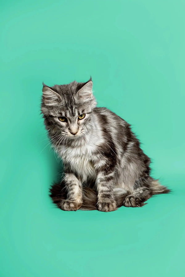 Gray tabby Maine Coon kitten Margo sitting upright, looking adorable and playful