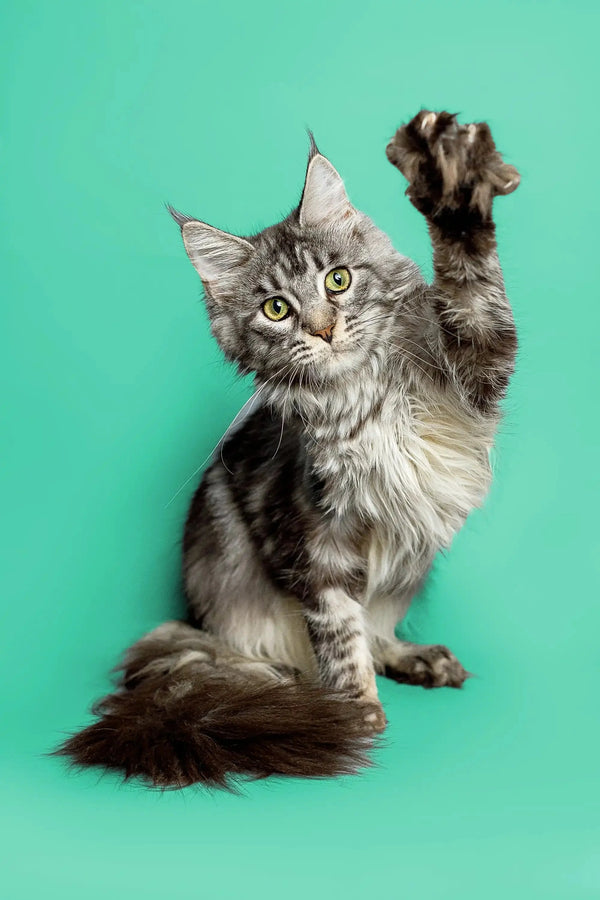 Playful long-haired tabby Maine Coon kitten with a raised paw, looking adorable