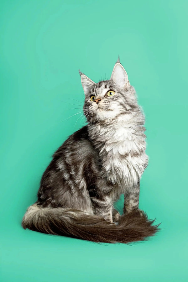 Long-haired tabby Maine Coon kitten with a fluffy tail sitting upright